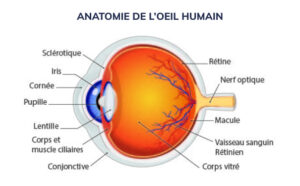L'anatomie de l'oeil par Centre d'Ophtalmologie OPH78 - Yvelines. Le ...
