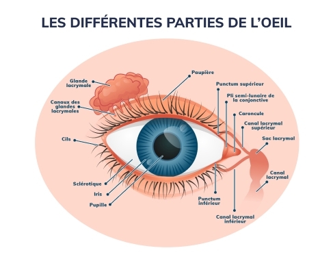 Schéma des différentes parties de l'œil |  OPH78 Centre Ophtalmologique Paris Ouest