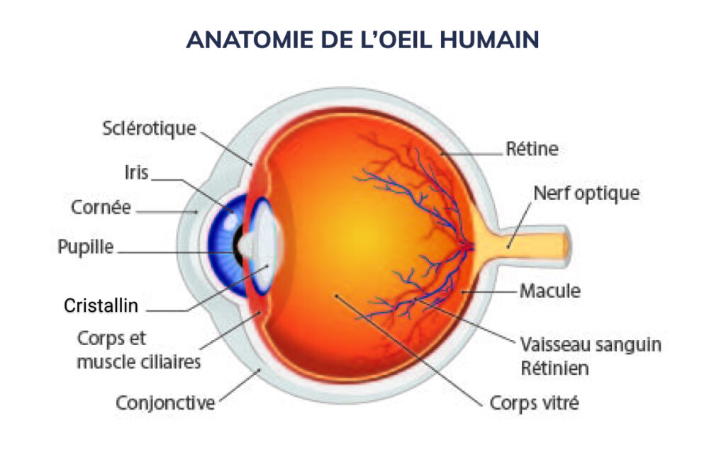 Schéma de l'anatomie de l’oeil humain | OPH78 Centre Ophtalmologique Paris Ouest